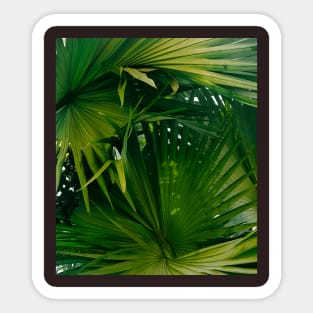 Palm tree - tropical green - nature photography Sticker